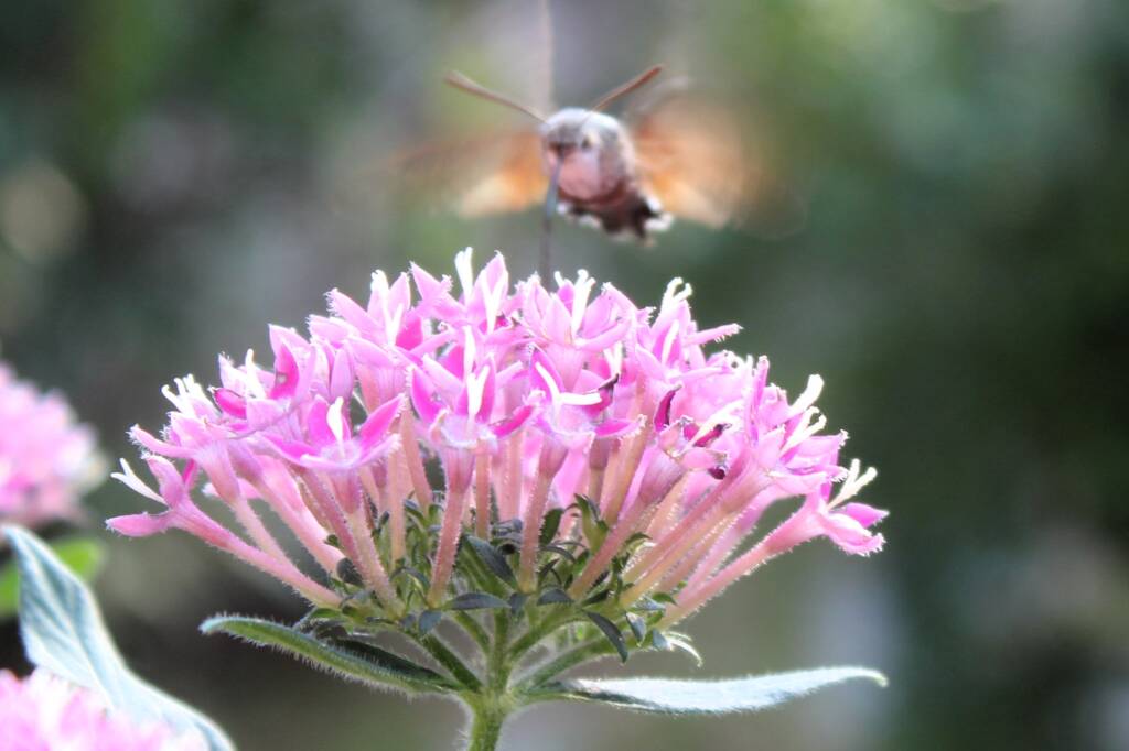 Pentas