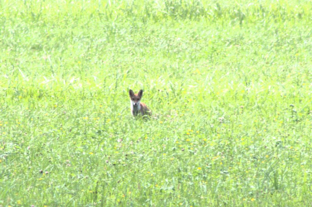 Volpe alla Palude Brabbia