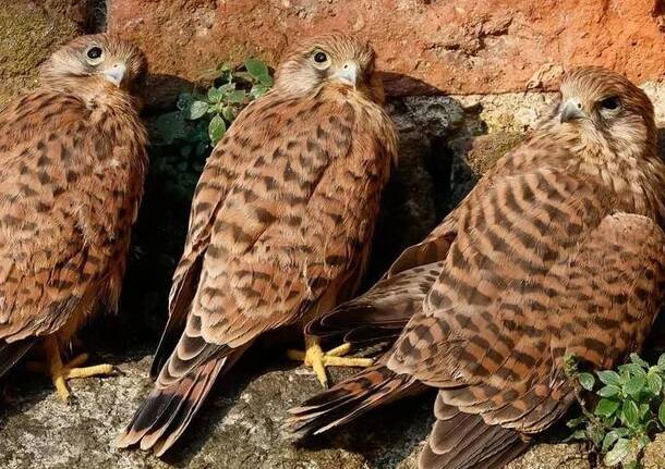 I piccoli gheppi del Castello di Cislago