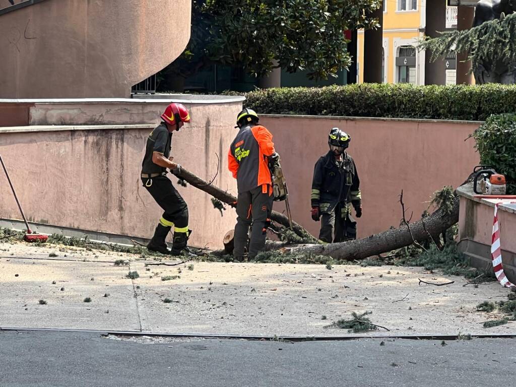 Pino in corso Italia a Legnano, crolla un ramo 7 luglio