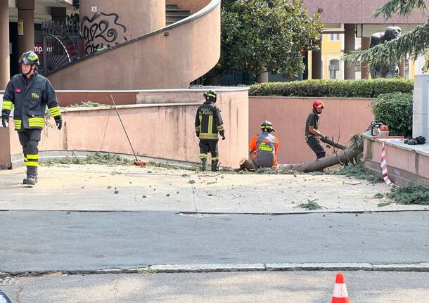 Crolla a terra il ramo del pino di corso Italia a Legnano