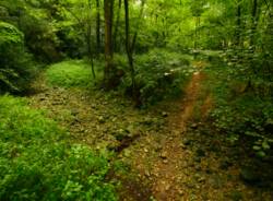 ambientiamoci parco pineta