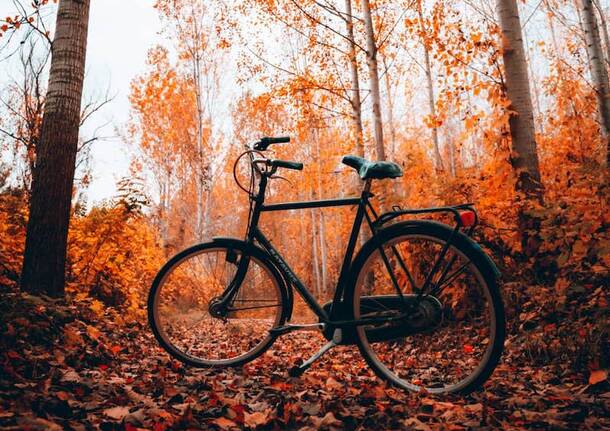 bicicletta bosco autunno