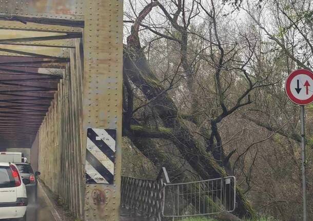 Albero ponte di Oleggio Lonate