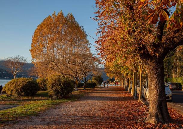 foliage angera - ulisse piana