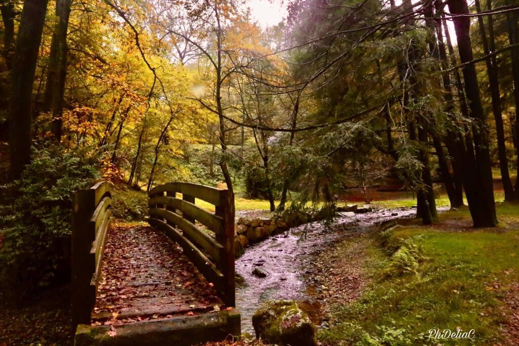 Autunno - Delia Ilona Ciocoiu