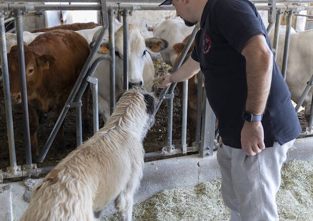 La Bottega della Carne di Limuti