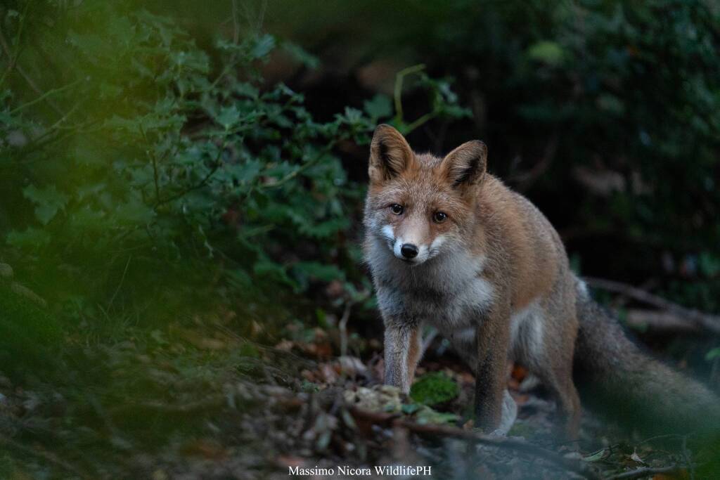 La volpe - Foto di Massimo Nicora