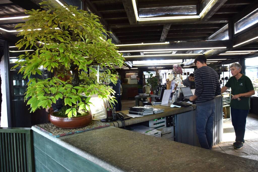 Museo Crespi Bonsai 