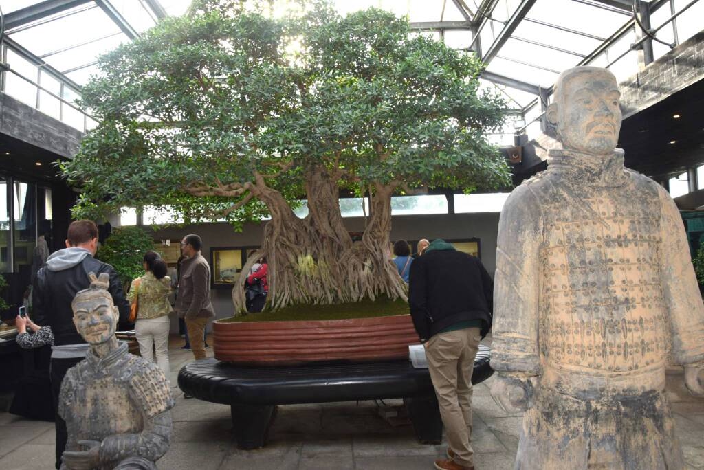 Museo Crespi Bonsai 