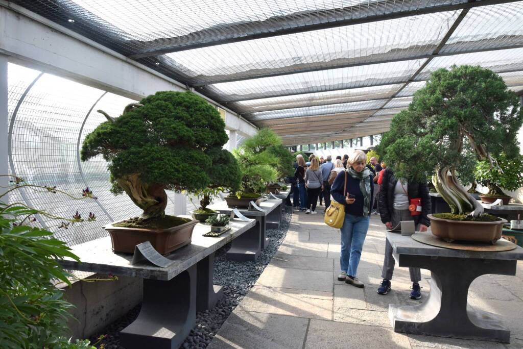 Museo Crespi Bonsai 