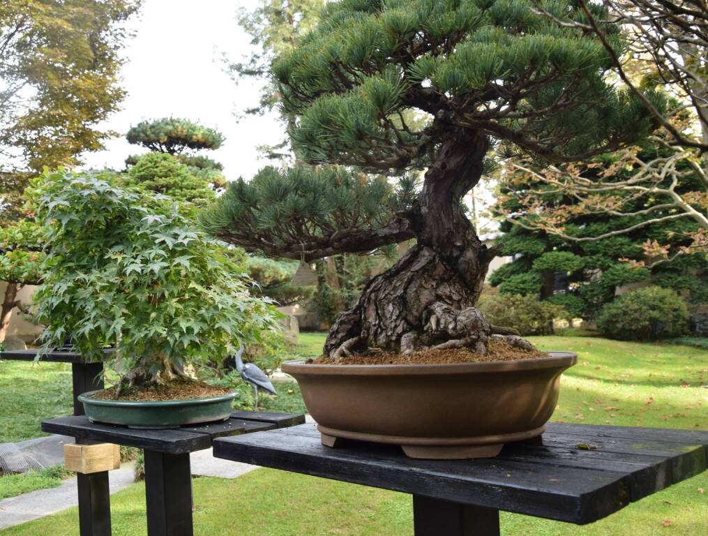 Museo Crespi Bonsai 