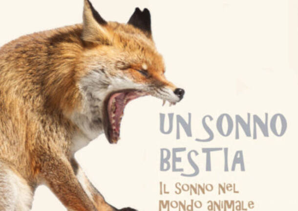 sonno bestia