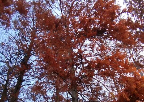 albero alberi generica