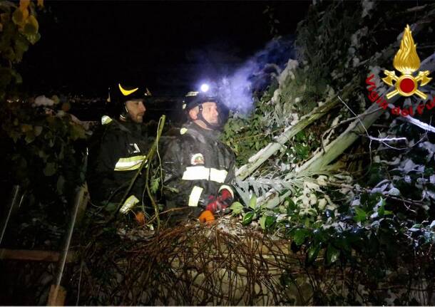 Alberi sulle auto, piante cadute: i danni della neve in Vco