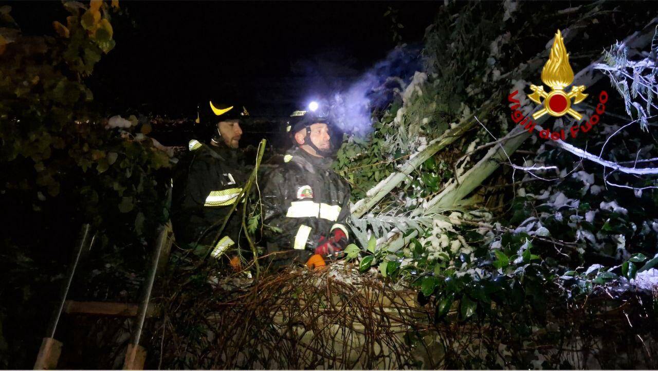 Alberi sulle auto, piante cadute: i danni della neve in Vco