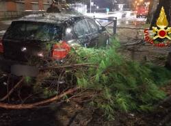 Alberi sulle auto, piante cadute: i danni della neve in Vco