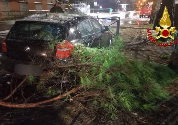 Alberi sulle auto, piante cadute: i danni della neve in Vco