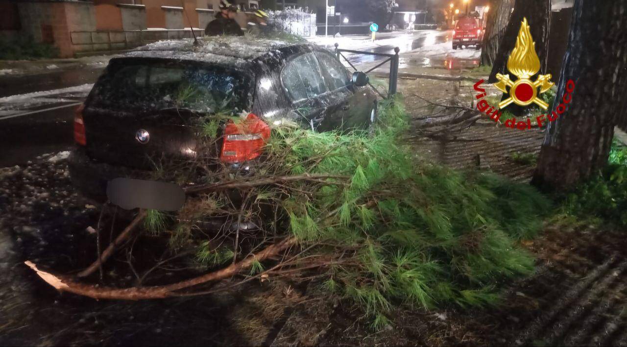 Alberi sulle auto, piante cadute: i danni della neve in Vco