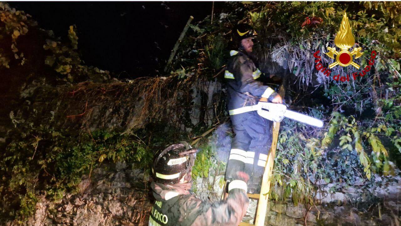 Alberi sulle auto, piante cadute: i danni della neve in Vco