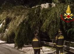 Alberi sulle auto, piante cadute: i danni della neve in Vco