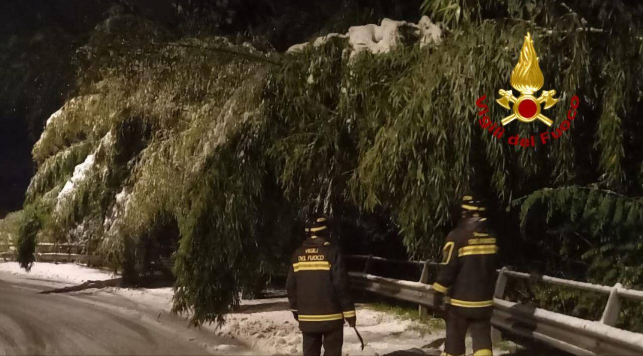 Alberi sulle auto, piante cadute: i danni della neve in Vco