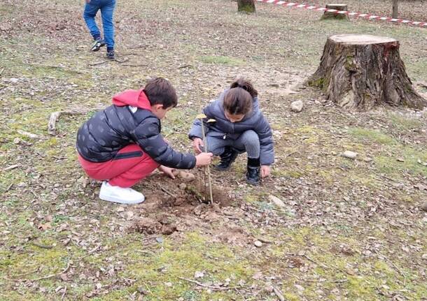 Gerenzano - Festa dell'Albero 2024