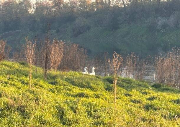 Giornata di festa al Laghetto Cantone per i 30 anni del Parco del Roccolo