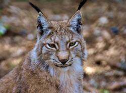 lince