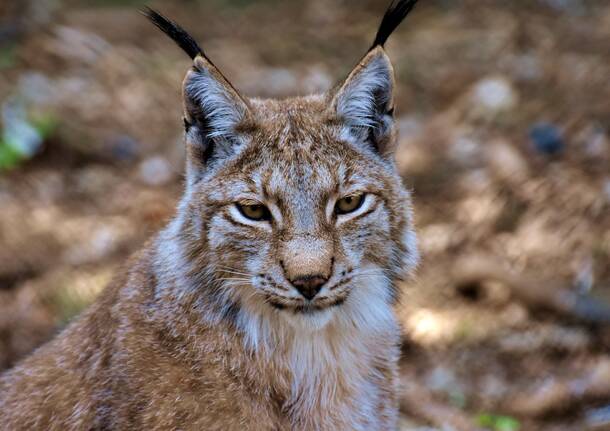 lince