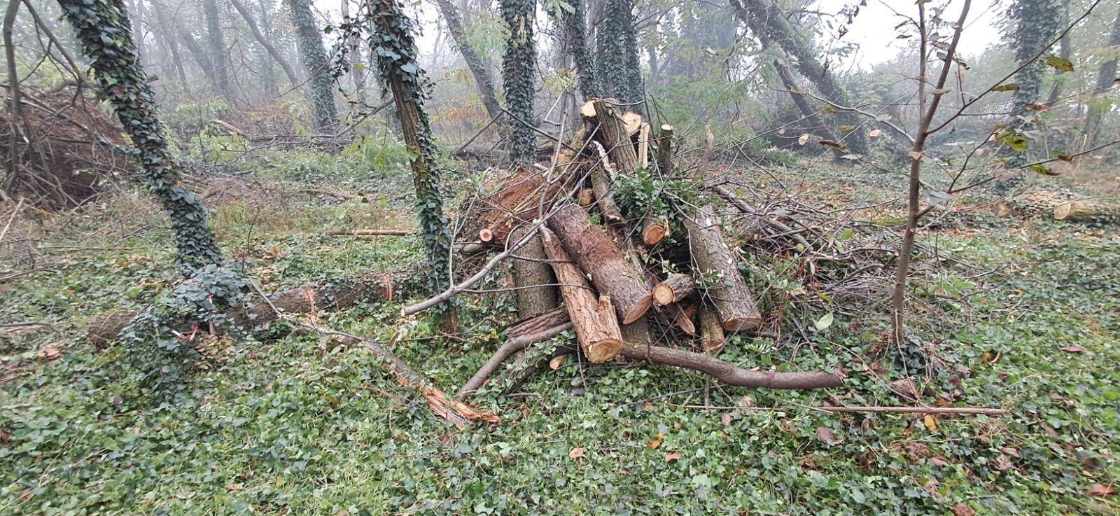 Maxi esercitazione di Protezione Civile, a Parabiago volontari all'opera per il taglio boschivo