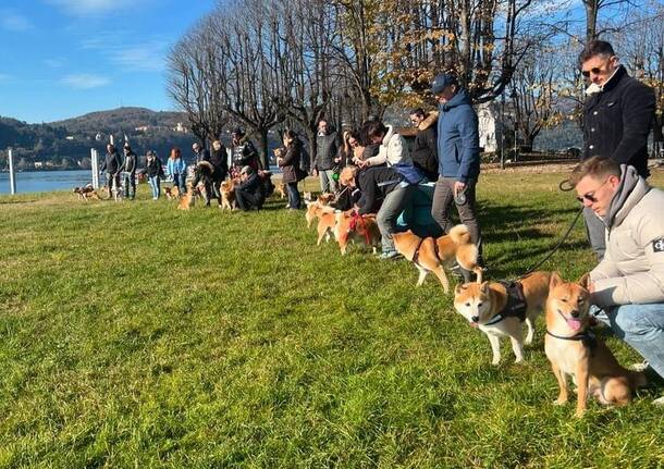 Oltre 30 shiba inu ad Angera