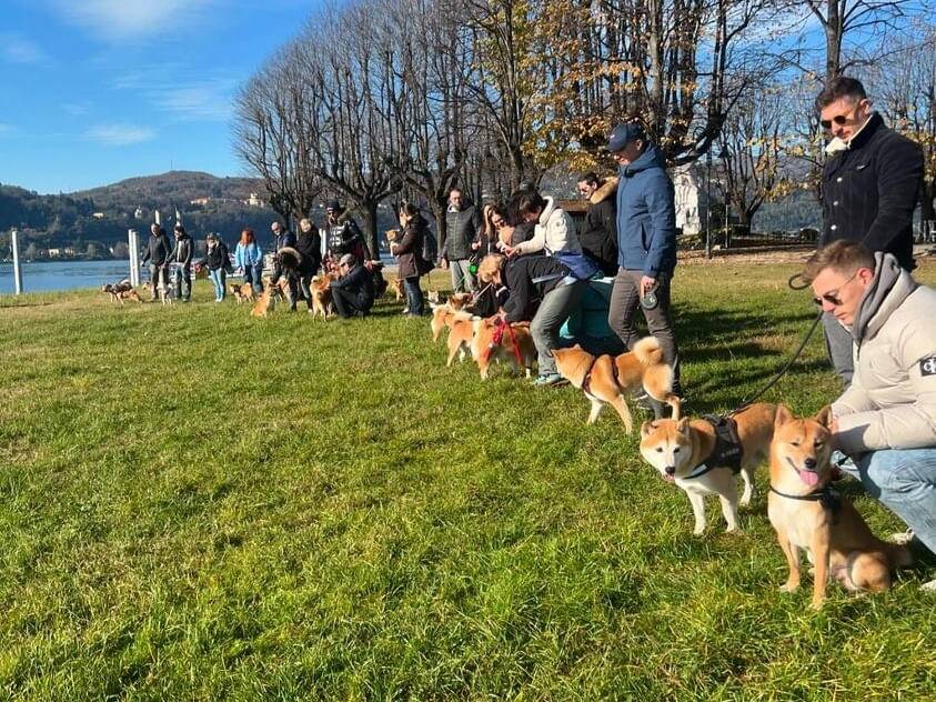 Oltre 30 shiba inu ad Angera