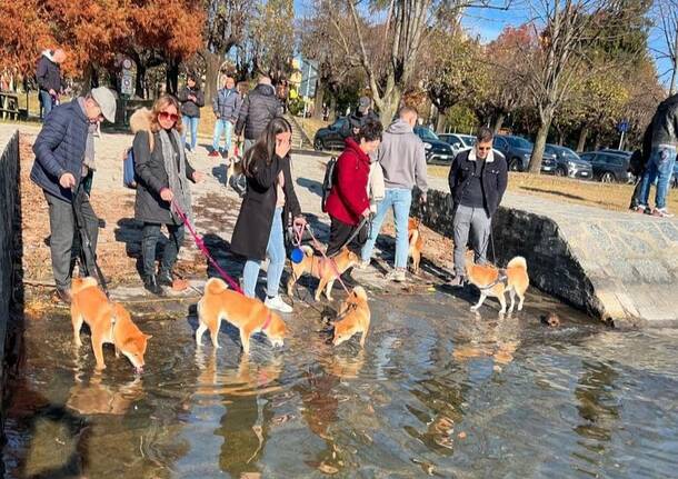 Oltre 30 shiba inu ad Angera