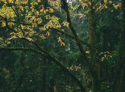 quercia querce albero alberi