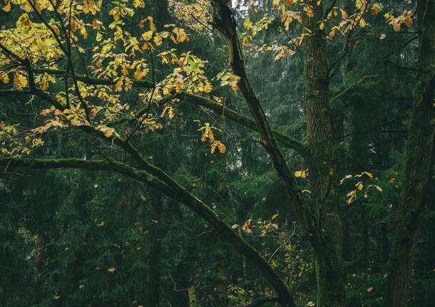 quercia querce albero alberi