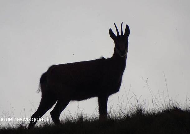 Dieci fotografie bestiali da Oggi nel Varesotto