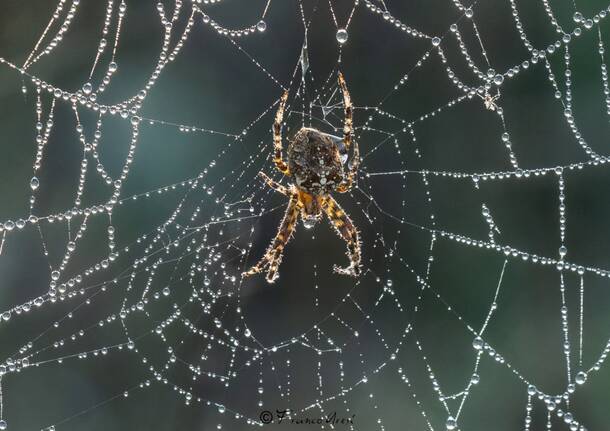 Dieci fotografie bestiali da Oggi nel Varesotto