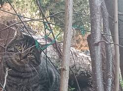 Un gattone nella zona di Frascarolo a Induno Olona