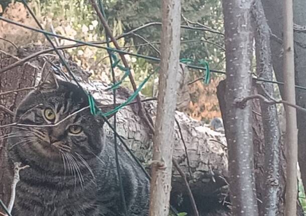 Un gattone nella zona di Frascarolo a Induno Olona