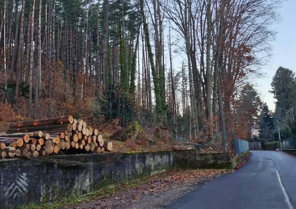 Induno Olona, abbattimenti nel bosco di via Monte Orsa