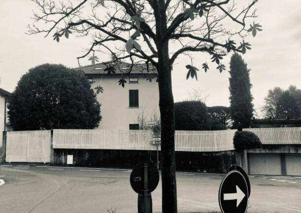 L’Albero della Memoria in piazza Libertà a Cazzago Brabbia