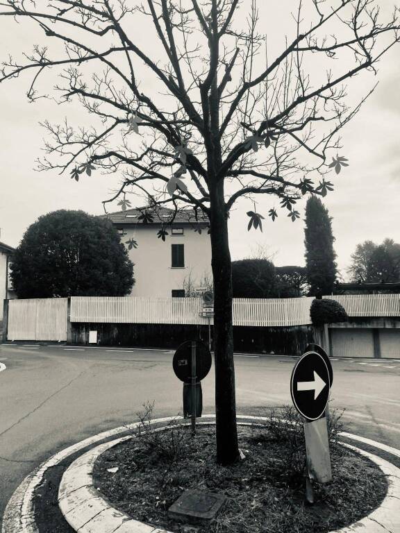 albero della memoria cazzago