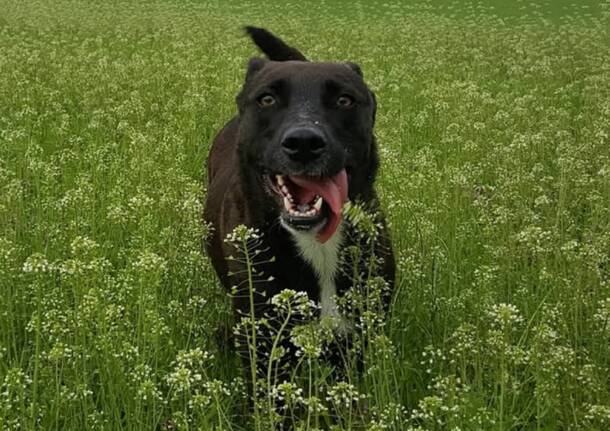 cane morto capodanno