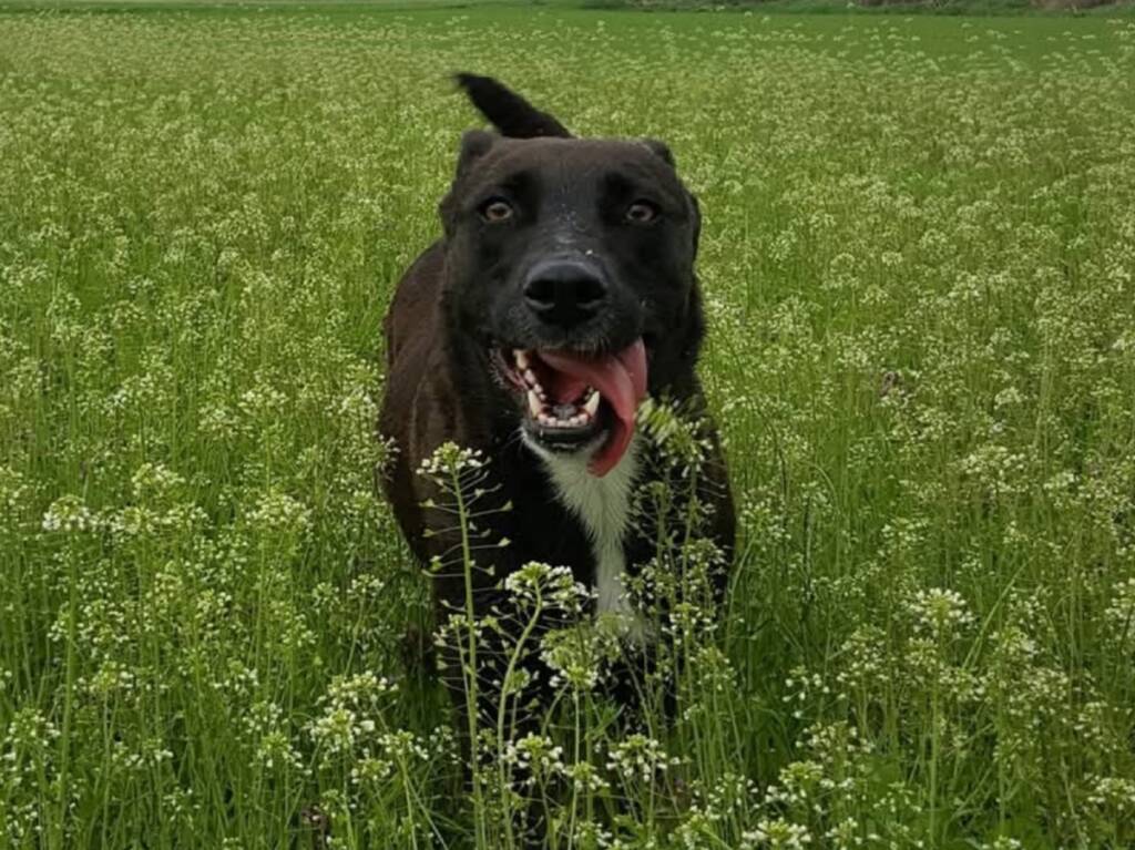 cane morto capodanno