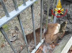 capriolo incastrato a Comerio - foto vigili del fuoco