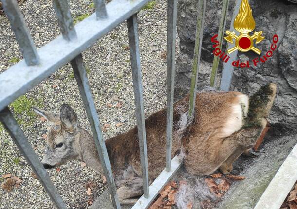 capriolo incastrato a Comerio - foto vigili del fuoco