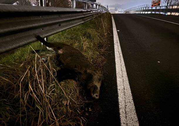 cinghiale investito gazzada brunello