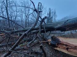 Crolla un albero, Via Sacra bloccata al Sacro Monte di Varese