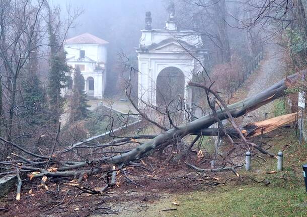 L’albero crollato che blocca la via delle cappelle al sacro Monte di Varese